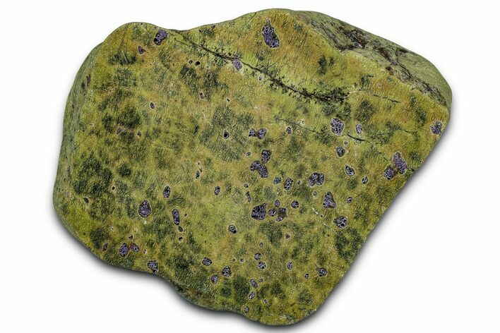 Polished Atlantisite Section - Western Tasmania #353632